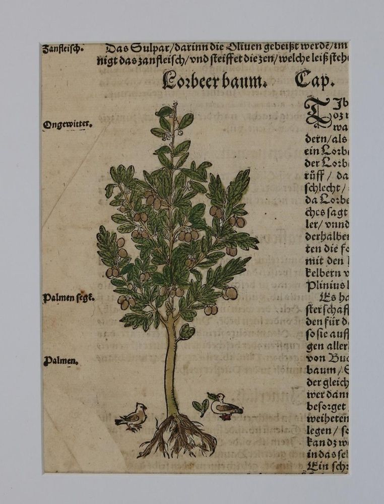 Große Abbildung Nr.7: 136-2722 Bock,H.: (Varia, Botanik)