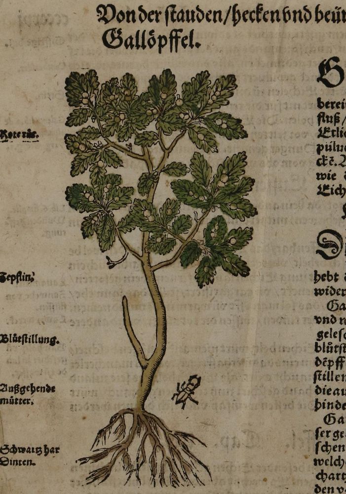 Große Abbildung Nr.9: 136-2722 Bock,H.: (Varia, Botanik)