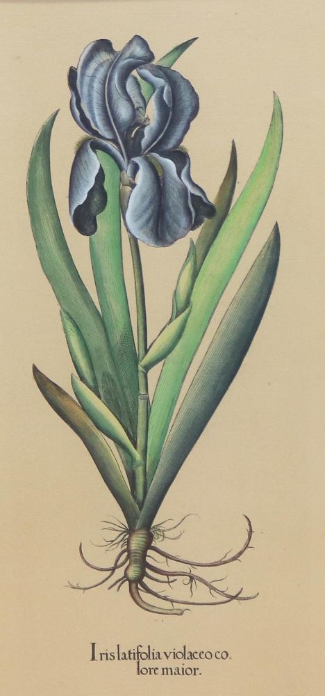 Große Abbildung Nr.7: 136-2724 Glockenblumen u. Astern,: (Varia, Botanik)