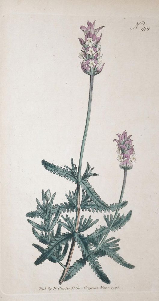 Große Abbildung Nr.2: 136-2725 Konvolut: (Varia, Botanik)