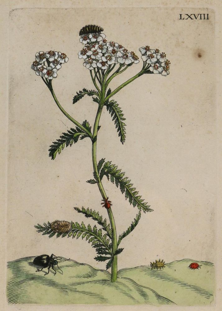 Große Abbildung Nr.1: 136-2726 Merian, Maria Sybilla.: (Varia, Botanik)