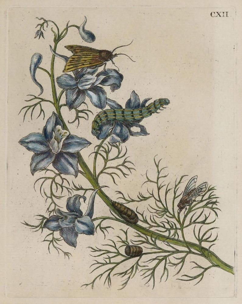 Große Abbildung Nr.2: 136-2726 Merian, Maria Sybilla.: (Varia, Botanik)