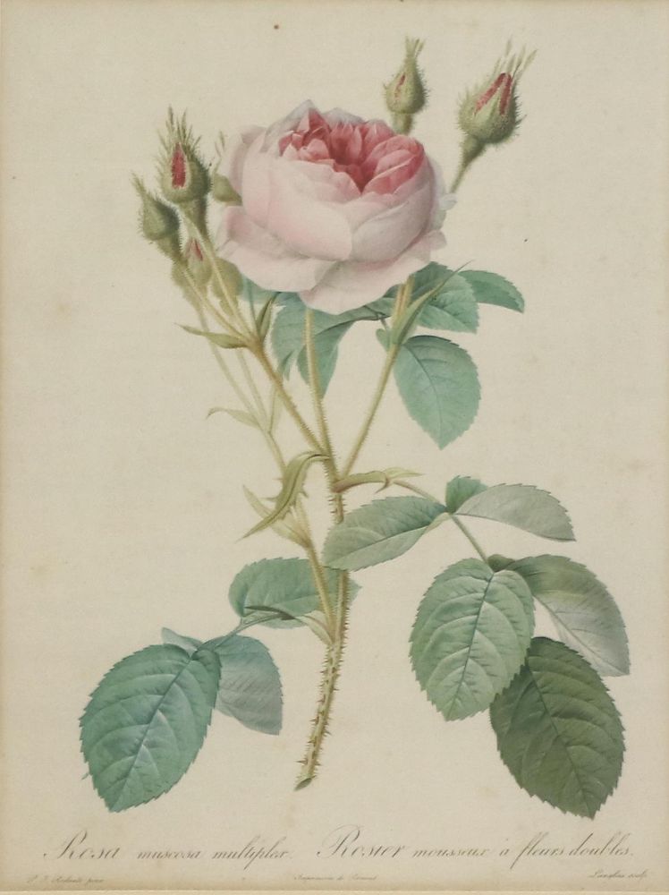 Große Abbildung Nr.1: 136-2727 Redouté.: (Varia, Botanik)