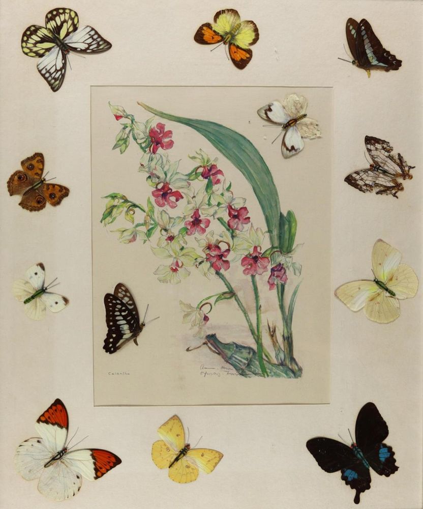 Große Abbildung Nr.1: 136-2842 Collage: (Varia, Zoologie, Schmetterlinge)