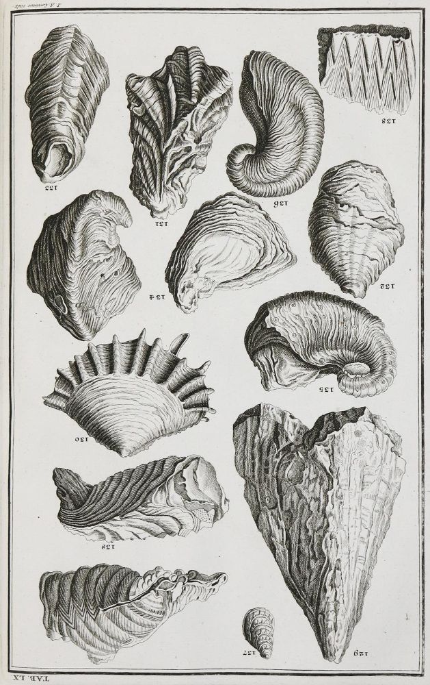 Große Abbildung Nr.4: 136-337 Scheuchzer,J.J.: (Alte Drucke, Handschriften und Theologie)