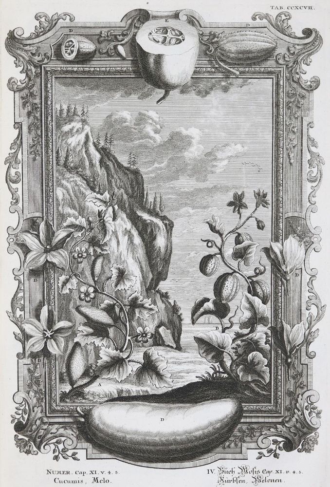 Große Abbildung Nr.8: 136-337 Scheuchzer,J.J.: (Alte Drucke, Handschriften und Theologie)