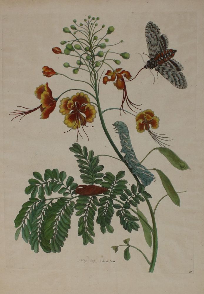 Große Abbildung Nr.1: 136-3816 Merian, Maria Sibylla: (Künstlergraphik)