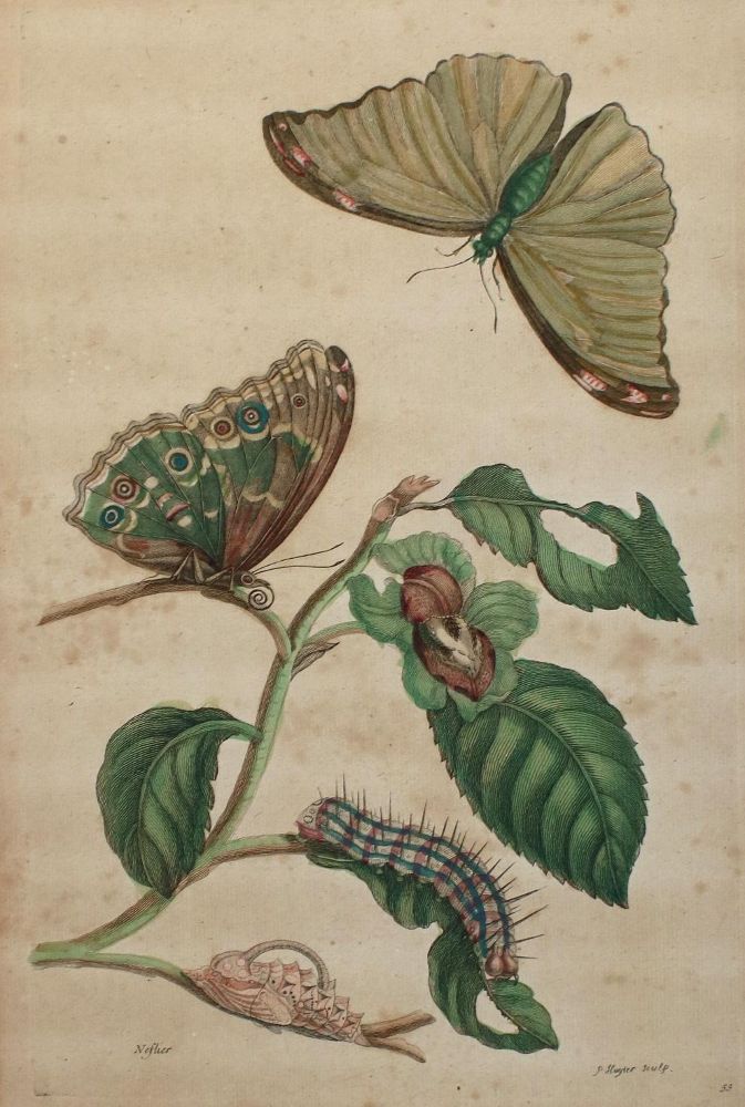 Große Abbildung Nr.2: 136-3816 Merian, Maria Sibylla: (Künstlergraphik)