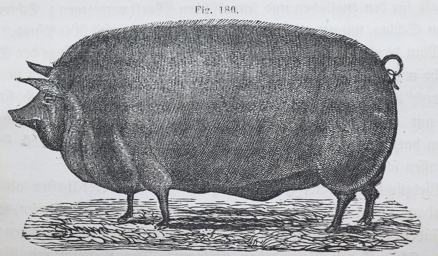 Große Abbildung Nr.1: 136-645 Fleischmann,C.L.: (Land- und Forstwirtschaft, Landwirtschaft, Amerika)