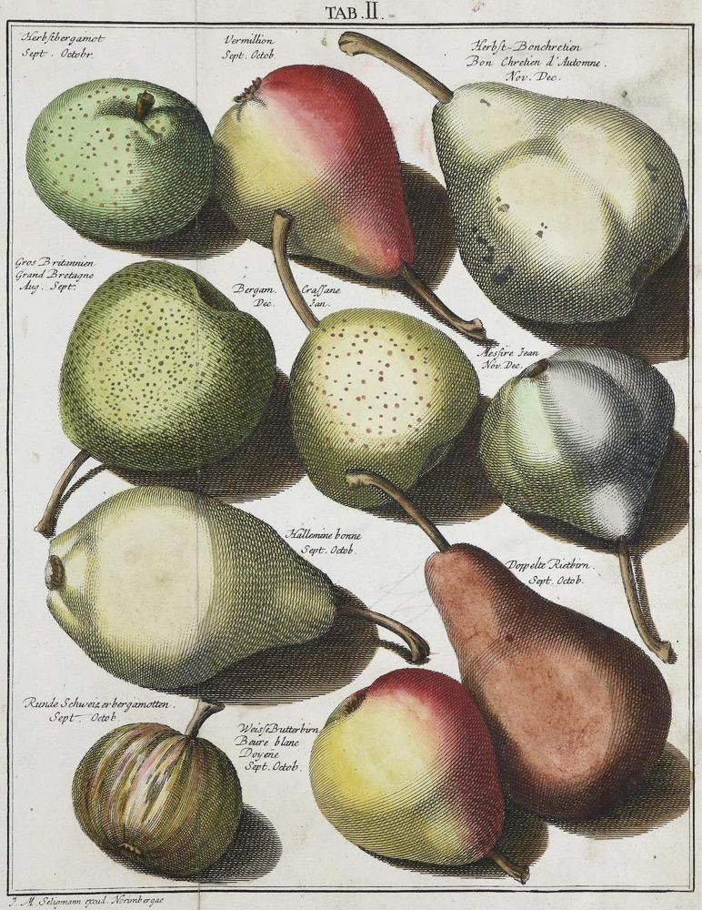 Große Abbildung Nr.1: 136-648 Knoop,J.H.: (Land- und Forstwirtschaft, Pomologie)