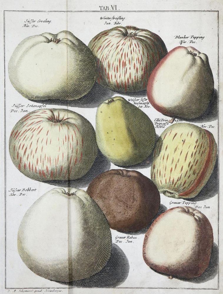 Große Abbildung Nr.2: 136-648 Knoop,J.H.: (Land- und Forstwirtschaft, Pomologie)
