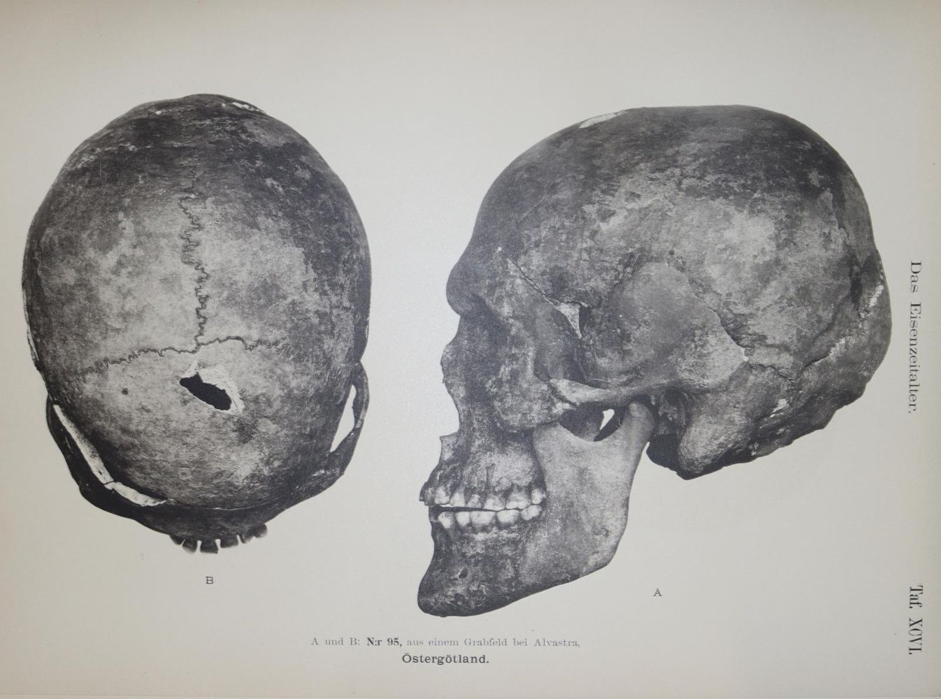 Große Abbildung Nr.1: 136-660 Retzius,G.: (Archäologie)