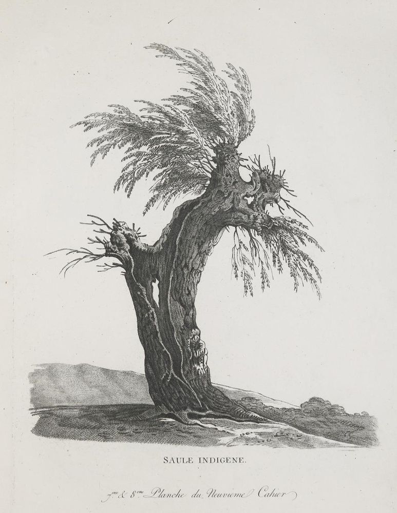 Große Abbildung Nr.3: 136-707 Mandevare,A.M.: (Kunstwissenschaft)
