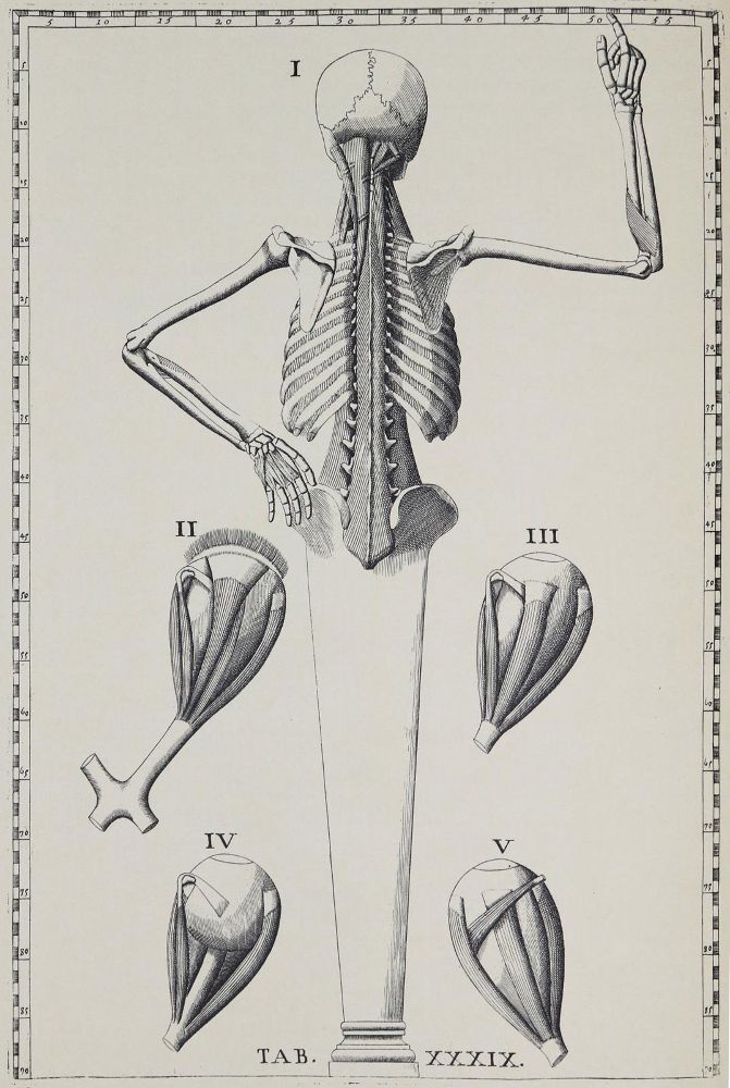 Große Abbildung Nr.1: 136-775 Eustachius, B.,: (Faksimile)