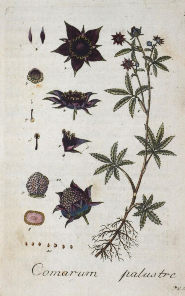 Große Abbildung Nr.1: 136-952 Hoffmann,G.F.: (Almanache, Botanik)