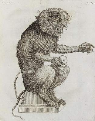 Bild Nr.2: 136-1400 Alpino,P.: (Botanik, Ägypten)