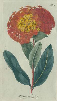 Bild Nr.1: 136-1403 Batsch,A.J.G.C. (Hrsg.).: (Botanik)