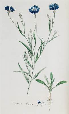 Bild Nr.4: 136-1405 Curtis,W.: (Botanik, Curtis)