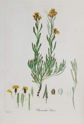 Bild Nr.5: 136-1405 Curtis,W.: (Botanik, Curtis)