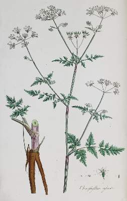 Bild Nr.6: 136-1405 Curtis,W.: (Botanik, Curtis)