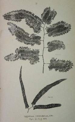 Bild Nr.1: 136-1406 Bailey,F.M.: (Botanik, Farne)