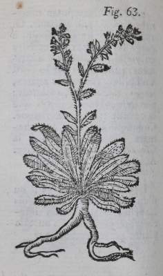 Bild Nr.1: 136-1409 Gillbert, J. E.: (Botanik)
