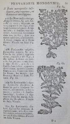 Bild Nr.2: 136-1409 Gillbert, J. E.: (Botanik)