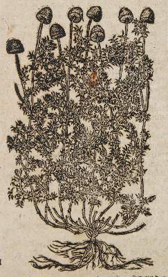 Bild Nr.1: 136-1420 Tabernaemontanus,J.T.: (Botanik, Kräuterbücher)