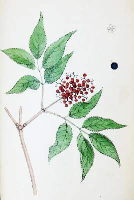 Bild Nr.1: 136-1421 (Labram,J.D.: (Botanik)