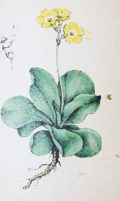 Bild Nr.2: 136-1421 (Labram,J.D.: (Botanik)