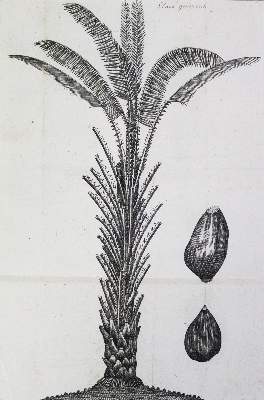 Bild Nr.2: 136-1422 Linne,C.v.: (Botanik)