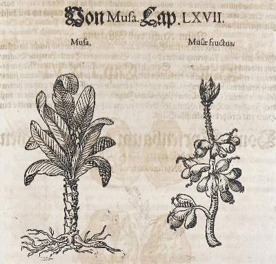 Bild Nr.1: 136-1423 (Mattioli, P A.: (Botanik)