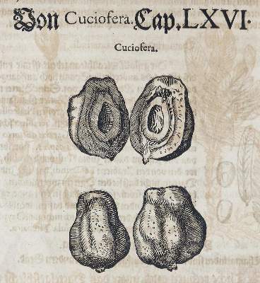 Bild Nr.2: 136-1423 (Mattioli, P A.: (Botanik)