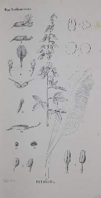 Bild Nr.1: 136-1426 Nees von Esenbeck,T.F.L.: (Botanik)
