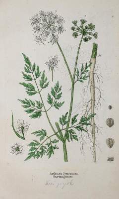 Bild Nr.1: 136-1427 Pecirka,J.: (Botanik)