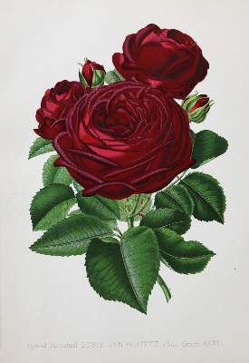 Bild Nr.1: 136-1430 Paul,W.: (Botanik, Rosen)