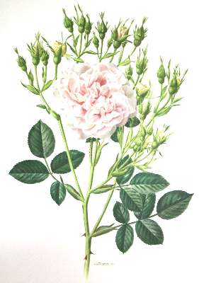 Bild Nr.2: 136-1431 Trechslin,A.M.: (Botanik, Rosen)