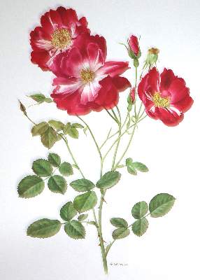 Bild Nr.3: 136-1431 Trechslin,A.M.: (Botanik, Rosen)