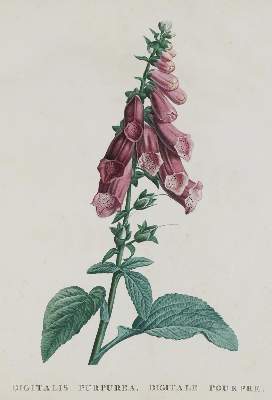 Bild Nr.1: 136-1432 Rousseau,J.J.: (Botanik)