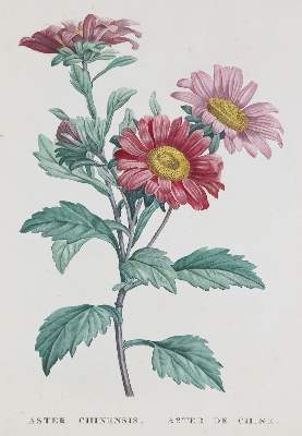 Bild Nr.2: 136-1432 Rousseau,J.J.: (Botanik)