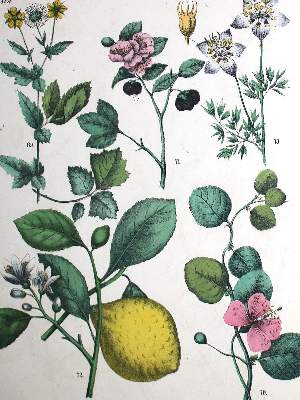 Bild Nr.1: 136-1434 Sammlung: (Botanik)