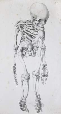 Bild Nr.1: 136-1486 Mayer,A.F.J.K.: (Medizin)