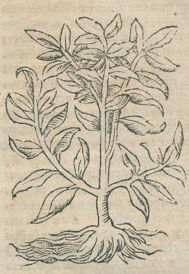 Bild Nr.5: 136-1494 Pistorius,J.: (Medizin, Pest)