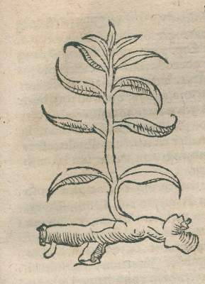 Bild Nr.6: 136-1494 Pistorius,J.: (Medizin, Pest)
