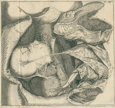 Bild Nr.2: 136-1503 Planque,F.: (Medizin)