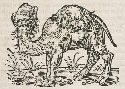 Bild Nr.2: 136-1528 Vegetius Renatus, F.: (Medizin)