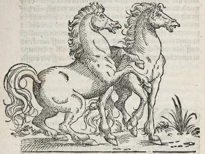 Bild Nr.4: 136-1528 Vegetius Renatus, F.: (Medizin)