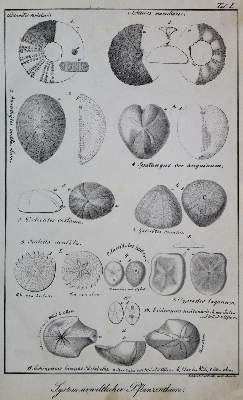 Bild Nr.1: 136-1535 Bronn,H.G.: (Zoologie)