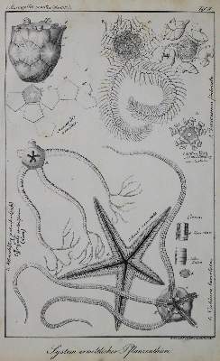 Bild Nr.2: 136-1535 Bronn,H.G.: (Zoologie)