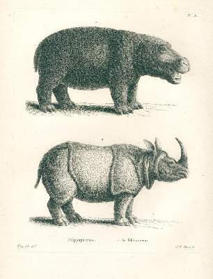 Bild Nr.1: 136-1543 Huet, (Nicolas).: (Zoologie)